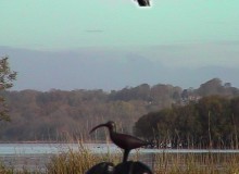 Bog oak Curlew by Michael Casey